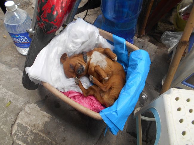 思わず見つけてしまった、<br />安らかな夢を見ているパピーちゃん♪<br /><br />あまりのあどけなさに、つい微笑んじゃいます。