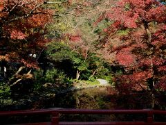 鶴岡八幡宮へ　柳原神池の紅葉（１３：５９）

昨年は見ごろだったが、今年は1週間くらい遅かった。
どうも、紅葉谷の紅葉とは時期が1週間くらいずれているようだ。
同時に、見ごろは迎えられない。