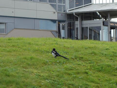 ホテルに戻ってくると、こっちで時々見かける、カラスくらいの大きさの白黒の鳥がいました。羽の先に青い部分があり、綺麗な姿をしているのでカササギ？と思いましたが、カラス並にあちこちで見かけたので、北極圏にもいるものなのかなぁ？と疑問に思っていました。

帰国してから調べたら、やはりカササギでした。
日本では天然記念物になるほど珍しいようですが、北欧ではチラホラと見かけられます。