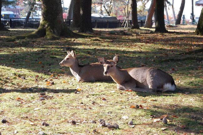 朝の奈良公園