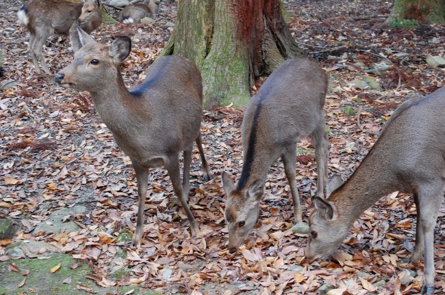 こちらは、三つ子？