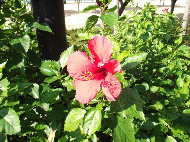 ビーチの周りはハイビスカスなどが咲いていて、小鳥の声が心地よく聞こえ