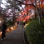 紅葉で真っ赤っか！虹の郷のライトアップとホテル滝亭　２