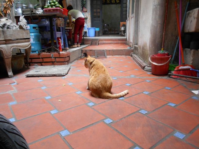 コーヒーを待ってる間に見つけた<br />ここで飼っているらしいにゃんこ。