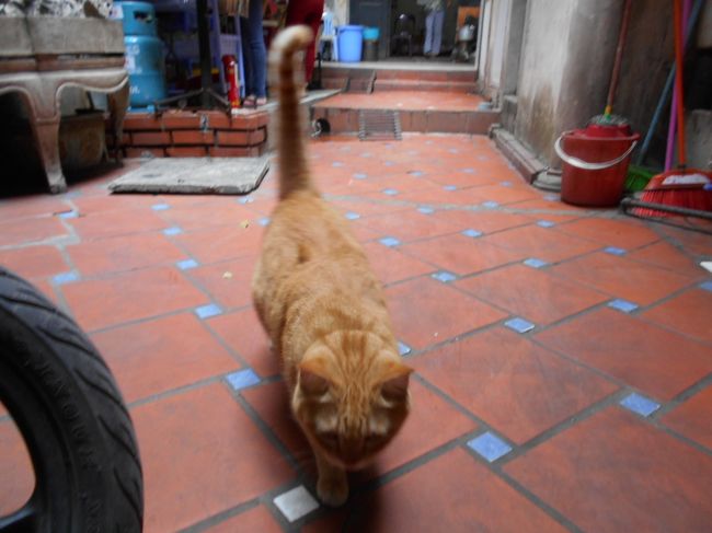 声をかけたら寄ってきた。<br /><br />おいおい、そんなに近づいたら<br />かわいいお顔の写真が撮れないよ〜。<br /><br />すると、そのとき<br />上から降りてきた白人に<br />しっぽのはじっこをけられて<br />「にゃあ！」<br /><br />どっか行っちゃった。