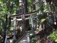 更に進み、分岐を左手に進むと継桜王子社です。この鳥居の後ろの杉が野中の一方杉です。