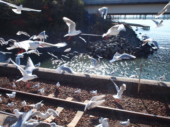 カモメみたいな鳥がいっぱい！<br />ちょっとしたヒッチコック状態！！