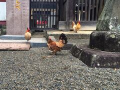 青井阿蘇神社へ。
鶏がいました。