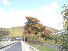 11月20日。半田山とケヤキの大木の紅葉。