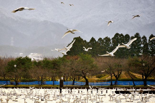 今がピーク?瓢湖白鳥達を見に、そして阿賀野川に沿う様に走る 今がピーク?瓢湖白鳥達を見に、そして阿賀野川に沿う様に走る