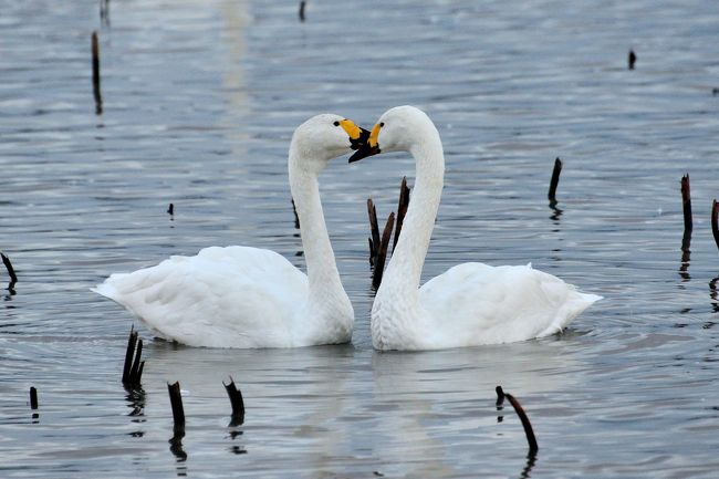 今がピーク?瓢湖白鳥達を見に、そして阿賀野川に沿う様に走る 今がピーク?瓢湖白鳥達を見に、そして阿賀野川に沿う様に走る