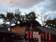 他に行く所が無いのか
烏が神社に大量に集まる。