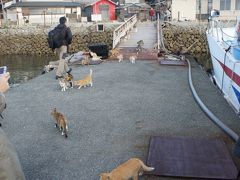 −てか、船が島に着いた瞬間、すでにコレです。
１日２便しかない船を猫達も待ちかねてるらしく、
船着場の桟橋までお出迎えです。