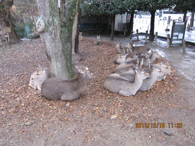 この日は、雨でした。多くの鹿は、樹下に集まっていました。東大寺には、中国、韓国、タイなどのアジア系の観光客の他、欧米人などの観光客がこの日も多数来訪していました。一番多いのは、日本人の修学旅行生たちです。鹿煎餅を鹿に与えて喜んでいる外国人観光客が多かったです。