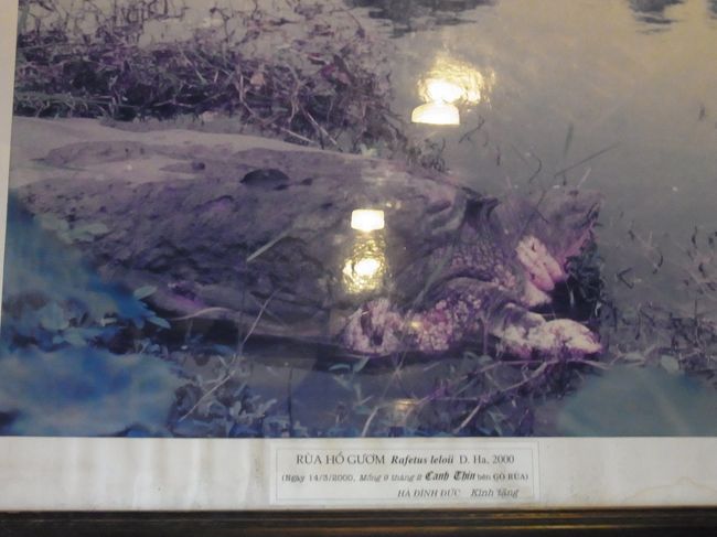 だって、この写真の亀となんか違いません？