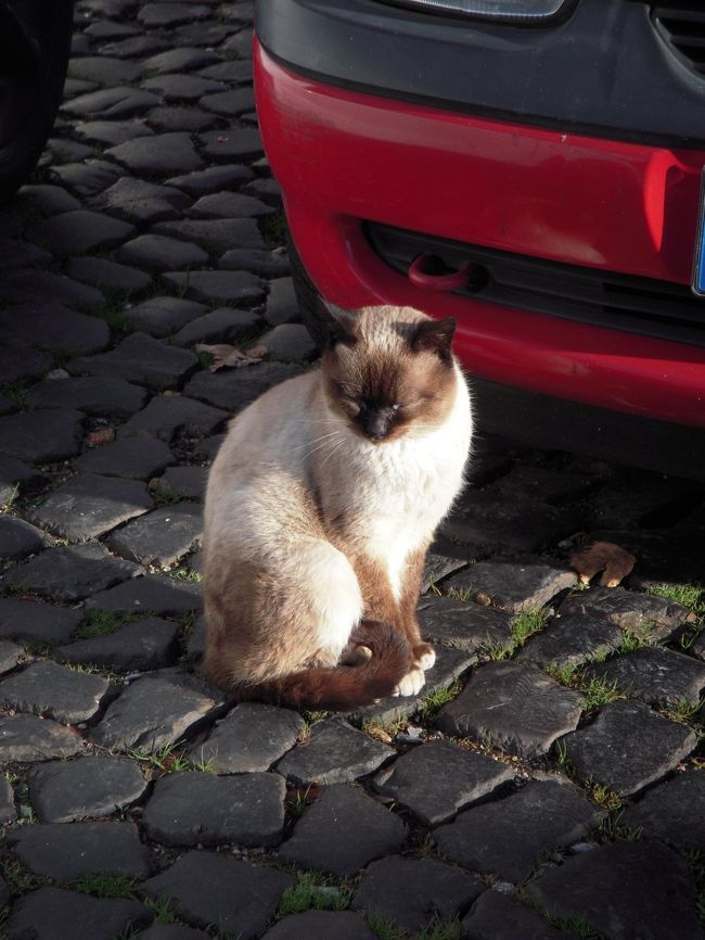 猫もなんとなく外国っぽい。