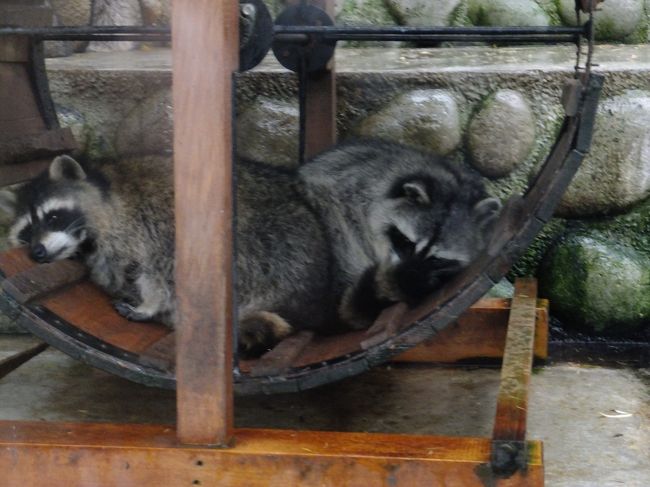 “クッキーを洗って食べることもあります！”って看板があったので投げてみたけど…アライグマ、やる気なさすぎ(笑)クッキーはすべて水没(笑)<br /><br />雨の中、ひっしで傘挿しながら20分ほど遊びました。