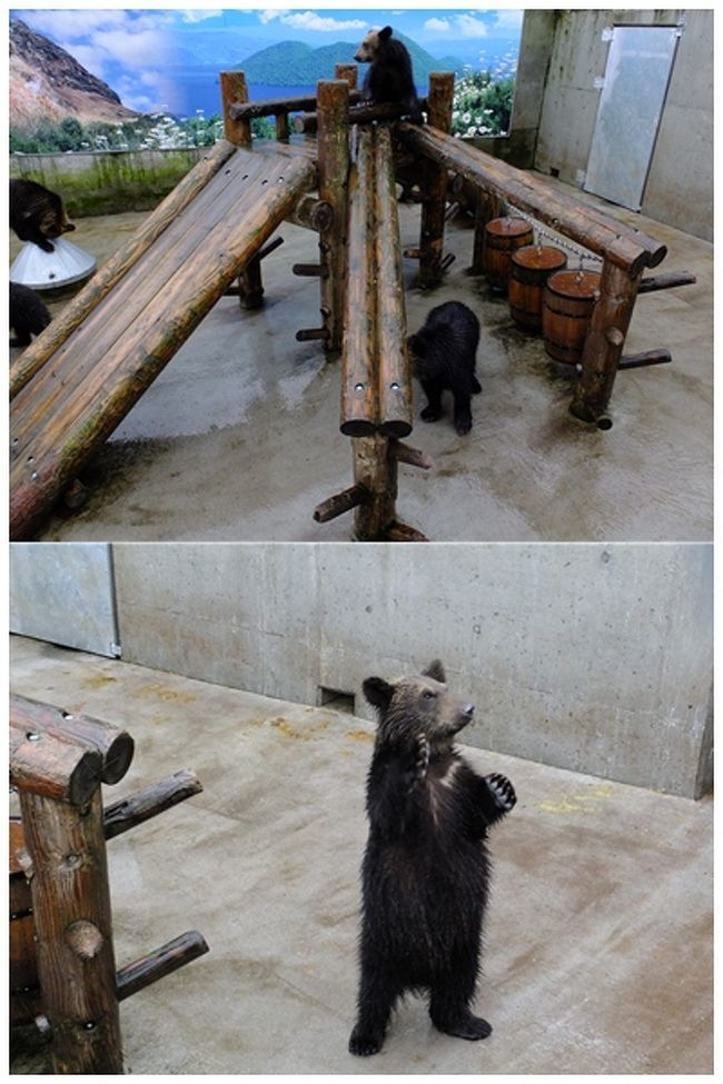 入り口で入場券（ひとり800ｴﾝ）とクマのおやつを買います。クッキーだったかな。クマは年齢別に分けてあるようで、けっこうな頭数がいました。器用に立ち上がってエサをねだります。お口でキャッチしたら100点〜と投げてましたがみんな上手いこと食べるのねぇ。