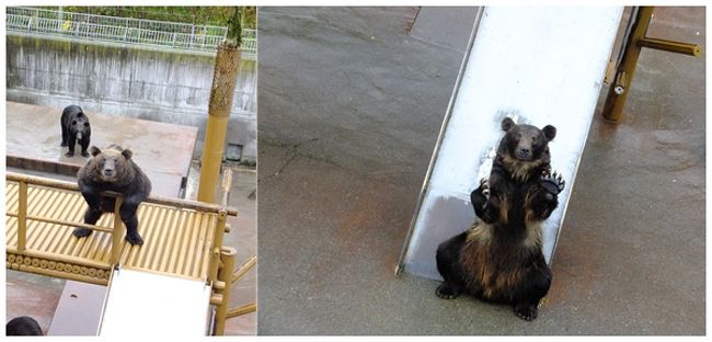 しぐさがやたら人間ぽいクマさんも。<br />