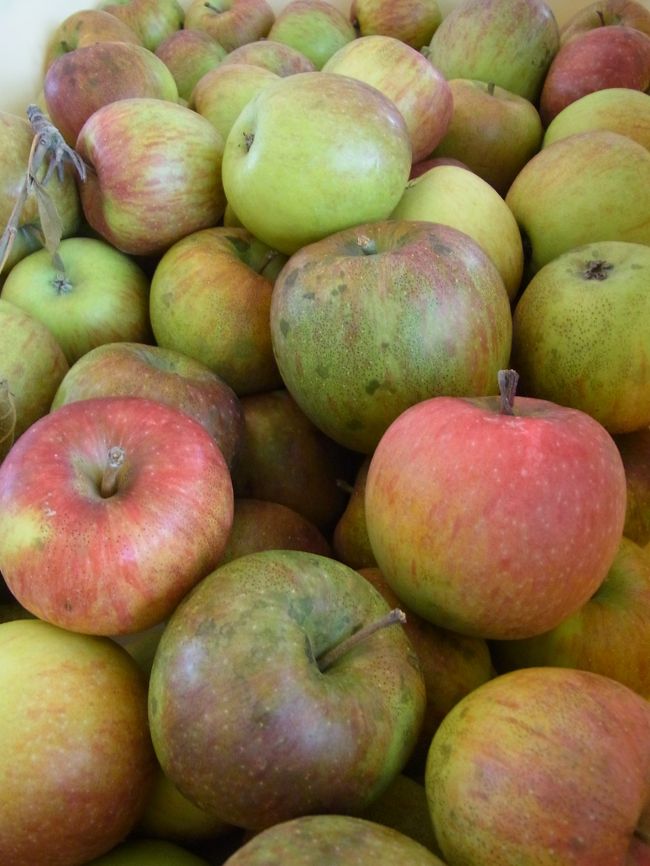 エントランスの所で<br />りんごを販売していました。<br />とっても小さいりんごなのですが<br />一つ20円と格安！<br />五つ購入。