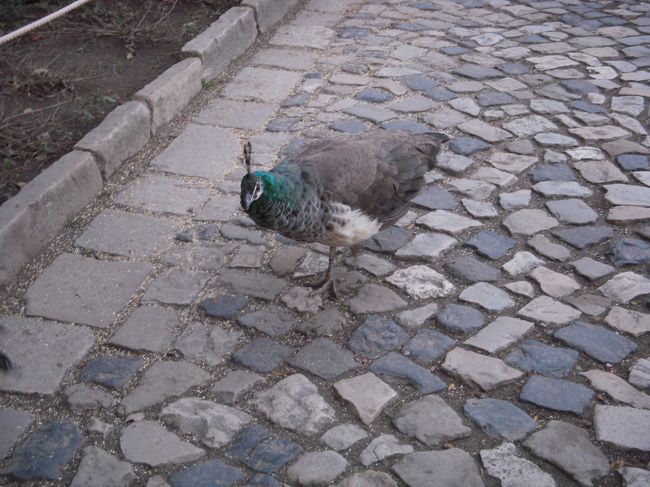 目の前にバスッと落ちてきた（降りてきた？）のはなんと「クジャク？？」<br />どういうこと！？<br />びっくりしすぎてちょっと飛んでしまった私。<br />気づけば3羽くらい周りにいました。<br />まあさすがにあの羽はないけどね。