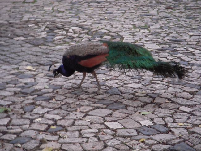 と思ってたら、おったー！！<br />あの羽のやつやー！！<br />もう確実に「クジャク」<br />野鳥、クジャク。<br />日本人には衝撃的でした。<br />まさか、さすがに羽は広げないよね…