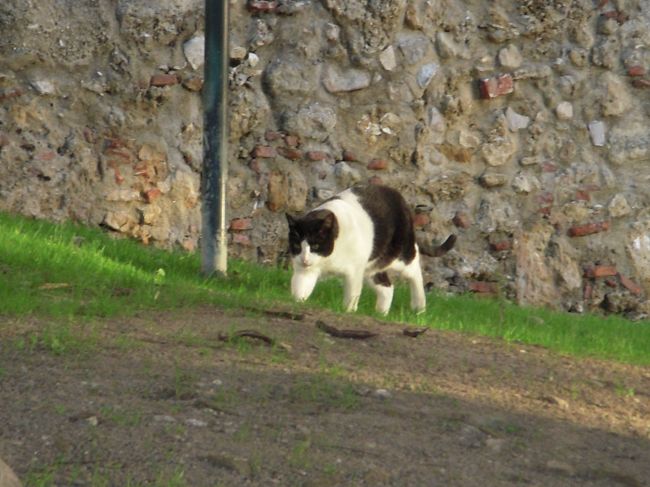 しろくろたん<br /><br />あ、どうでもいいですが私は犬派です。