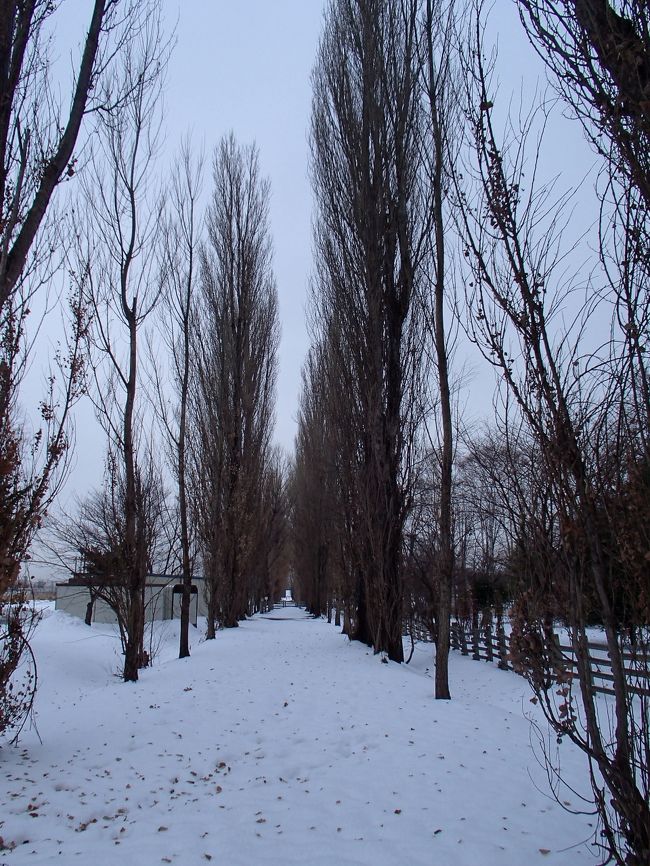 ポプラ並木まで行って戻ります。<br /><br />冬のポプラ並木はつまらないかも。