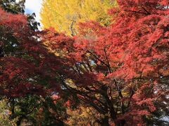 ■鷺森神社

桜と楓が植えられた参道に1本だけ銀杏の木があります。
