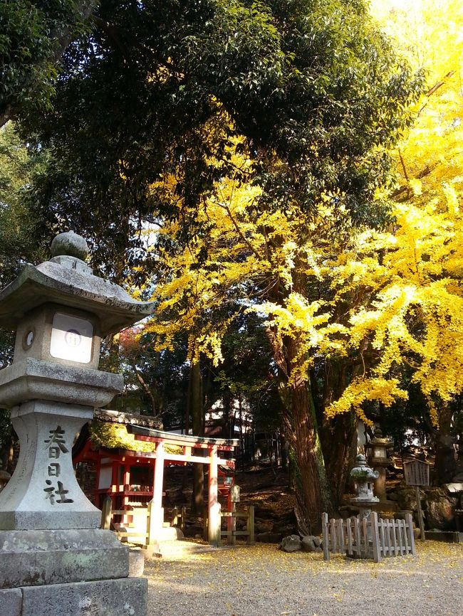 春日大社　二の鳥居を入ってすぐの大イチョウ。黄色がきれい<br />