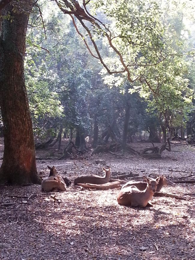 公園でたわむれる鹿