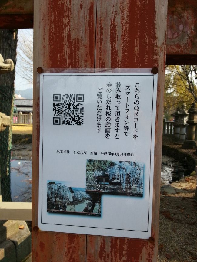 今は枯れてるけど、バーコードで春のしだれ桜の様子を見れるそう。<br />神社もハイテク