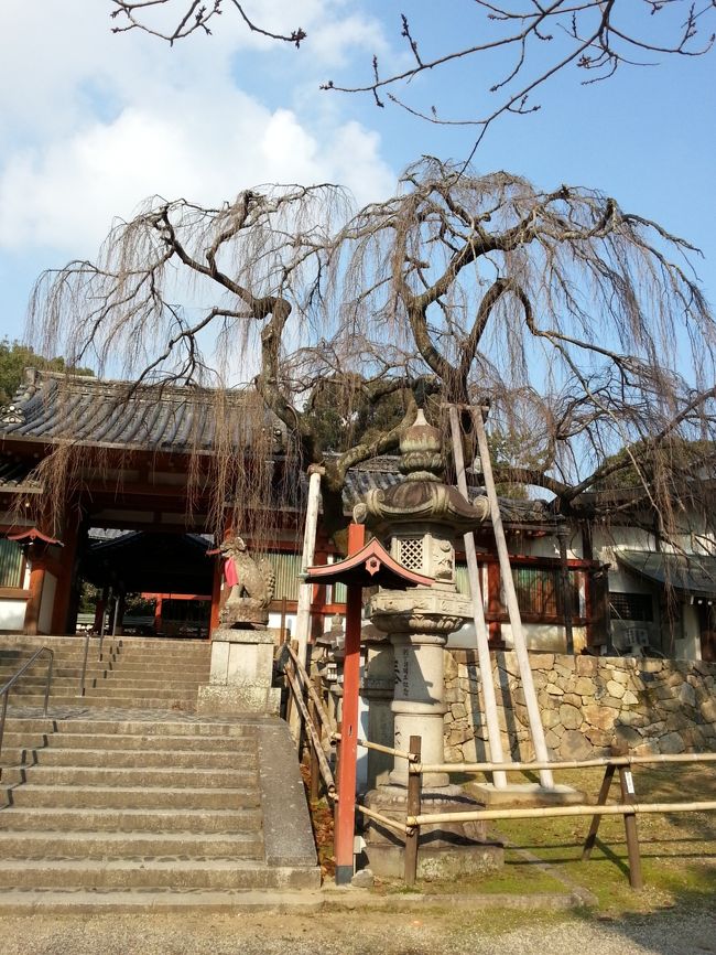 ここに桜満開に。きれいだろうな。