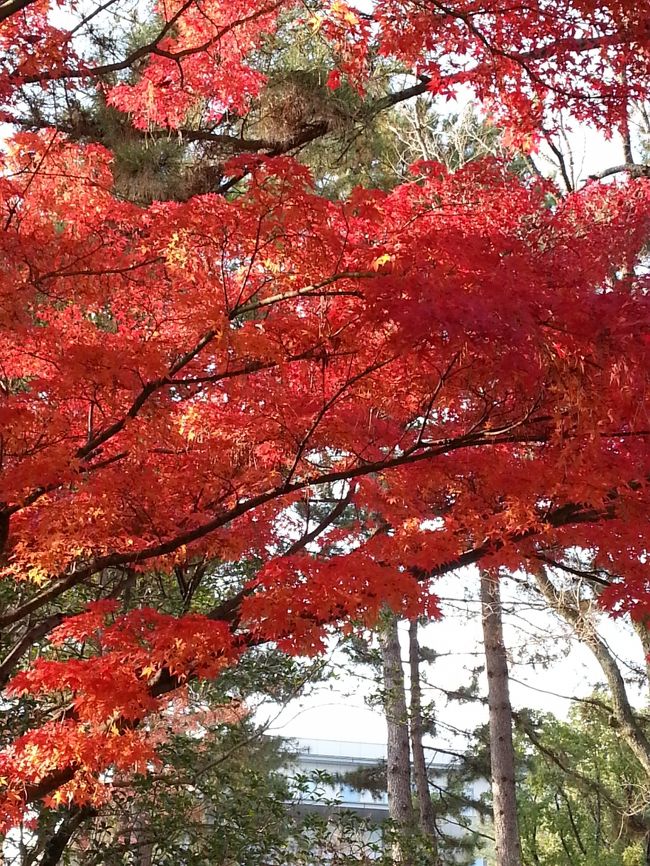 市役所前のもみじ<br />