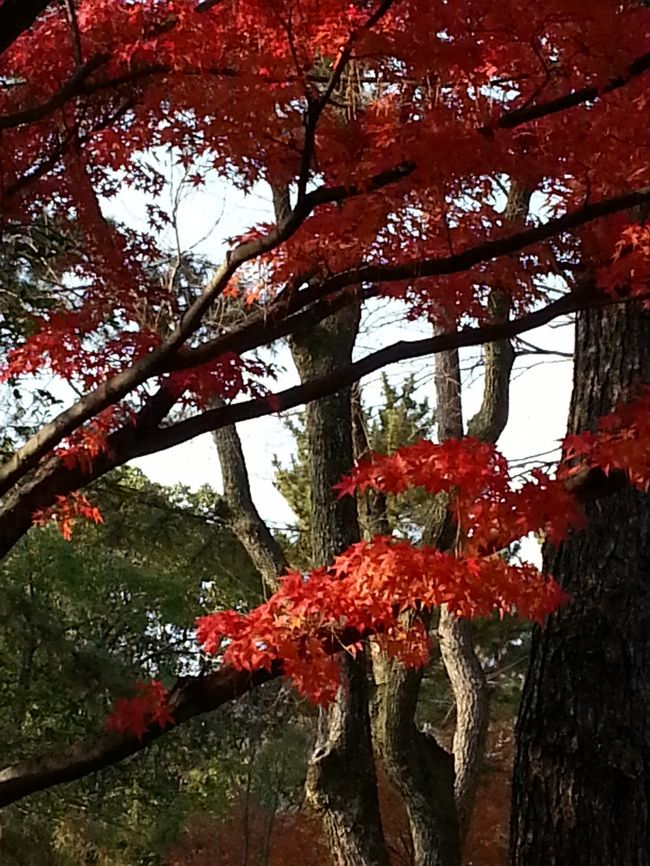 近くでみるとこんなふう