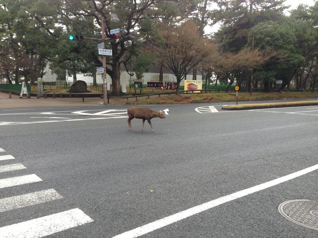 東大寺の方面まで歩きます　鹿と・・