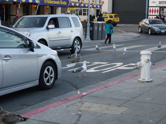 屋台があるのでカモメもたくさん飛んでます。<br />道路を歩くカモメは全く車を怖がりません。