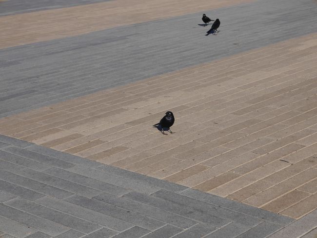 チョコを食べてたら黒いスズメみたいな鳥がちょこちょこと近づいてきました。<br />