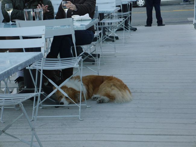 席の窓からはテラス席で食べてるご主人様の椅子の下でわんこがお利口に待っている。