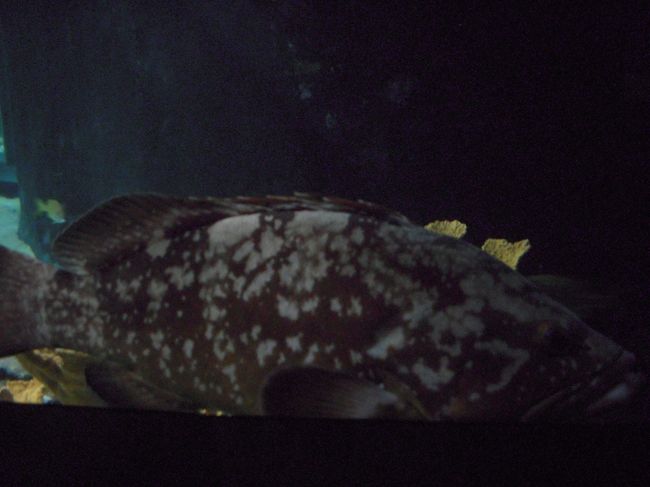 躍動感のない魚。<br />