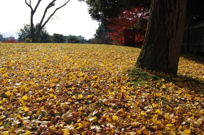 王子が近鉄奈良駅を降りて興福寺に向かうルートは、いつも東向商店街を南へ。そしてキリスト教会の手前を左に折れて急な坂を少し登る。。。