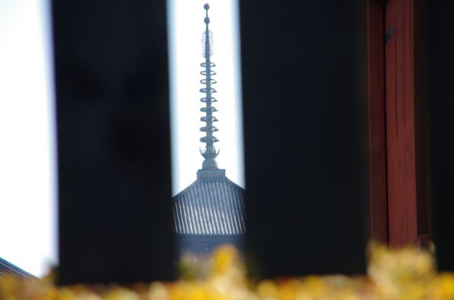 南円堂の塀の隙間から興福寺五重塔が覗けます。。。<br />足下のイチョウが妙に臭う・・・秋真っ盛り・・・
