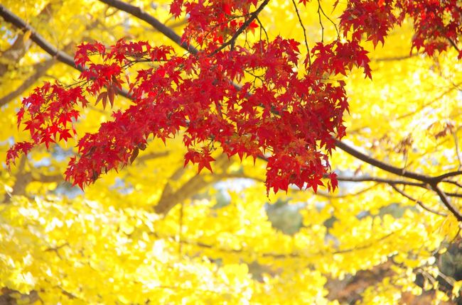 銀杏と紅葉・・・・・秋真っ盛り・・・