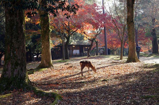 紅葉と鹿・・・花札的景色。去年もこの場所でシャッターチャンス狙ったんです。
