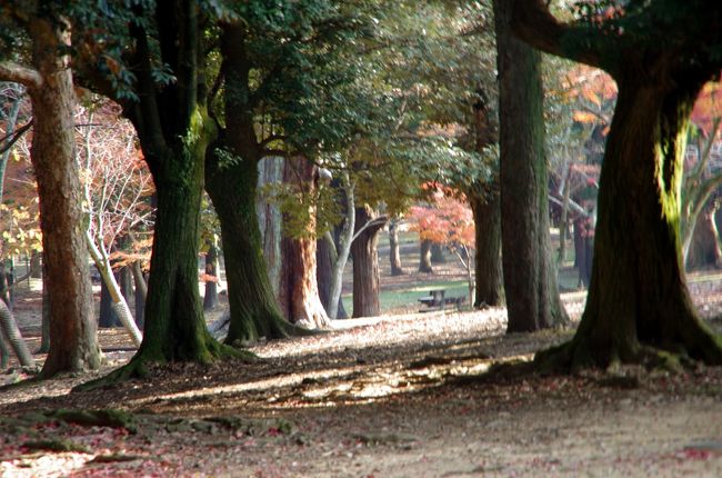 誰もいない奈良公園。。。いい雰囲気です。