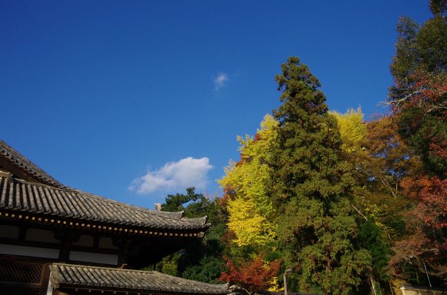 春日大社から若草山を廻って改修の終わった法華堂で光背のついた不空絹索菩薩を拝んで。。。