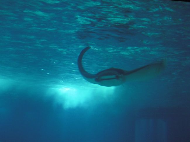 マンタ（？）がこっちに向かってきます。<br />結構迫力あり。