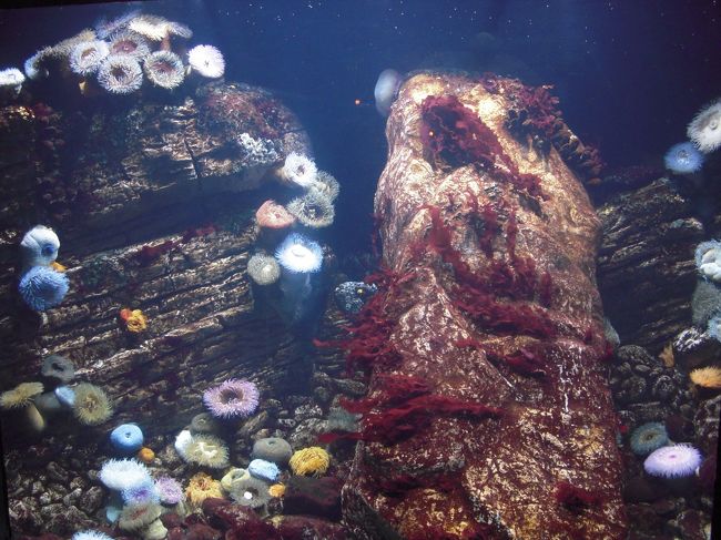 イソギンチャク。<br />カラフル。