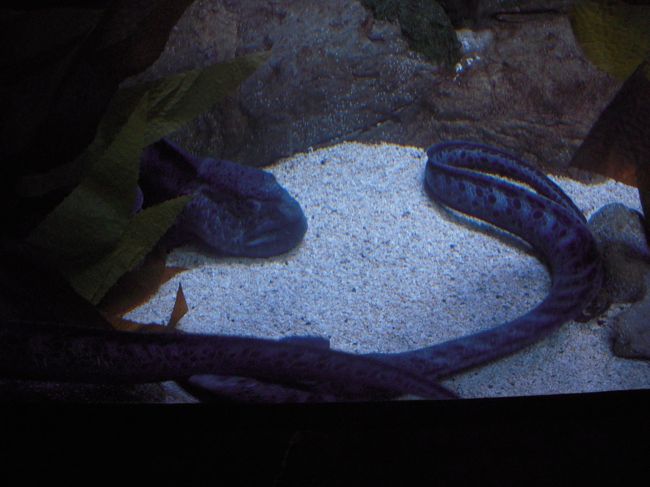 意外と胴体長い。