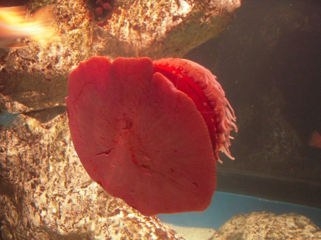 好きになれない。